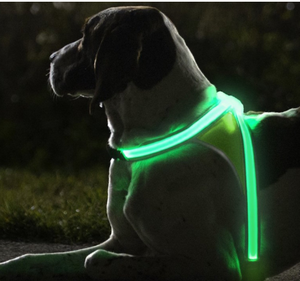 CN Glow in Dark Harness Small- Assorted Colors